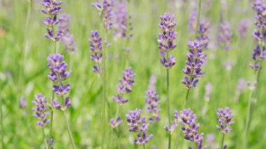 Lavanta çalıları Lavanta çalılarını kapatın. 33 'ü kapatın.