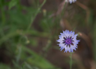 Çiçek çeşitliliği (Centaurea siyanus)