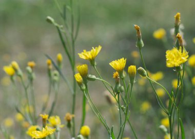 Altervista 'nın sarı çiçekleri Jacobaea erucifolia subsp