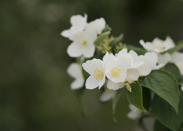Kvetoucí Voňavé Jasmínové Květy Kvetoucí Jasmínový Keř — Stock fotografie