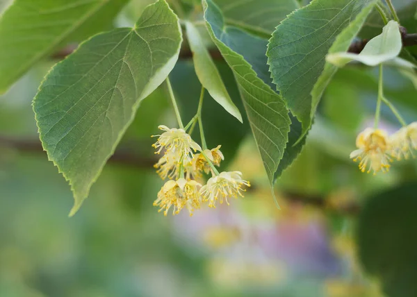 Limonkowy Żółty Kwiat Drzewa Kordatowego Tilia — Zdjęcie stockowe