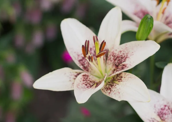 花园里的白百合花 — 图库照片