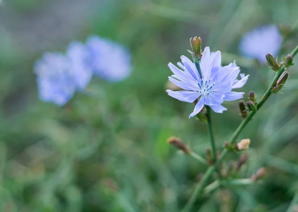 Blue Delicate Chicory Flowers Grass Background — Stock Fotó