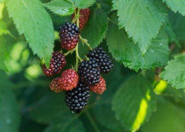 Blackberry berries. Ripe and unripe berries
