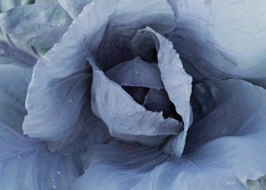White cabbage (Brassica oleracea var. capitata) grows in the garden. Selective focus