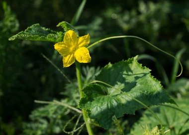 Yellow cucumber flowers on a sunny day in the garden