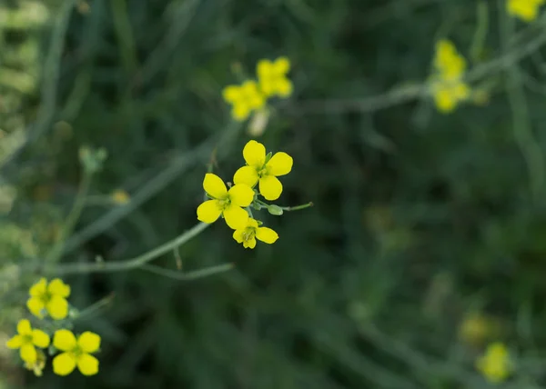 Small Delicate Yellow Flowers — Foto Stock