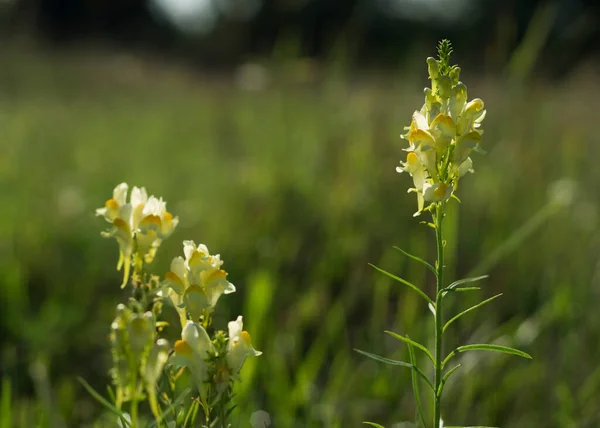 Yellow Flowers Yellow Toadflax Linaria Vulgaris Field — 图库照片