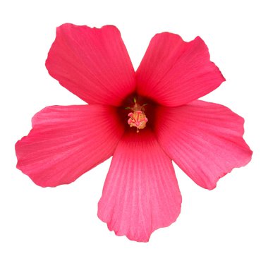 Beyaz arkaplanda kırmızı Çin Gülü çiçeği (Hibiscus rosa-sinensis).