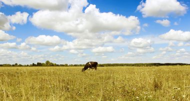bir inek alanında grazes.