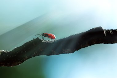 bir delikanlı bir böceği asker
