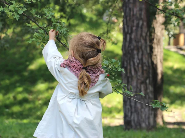 Ein Mädchen reißt Beeren — Stockfoto