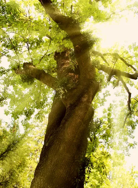 Enormous tree Royalty Free Stock Images