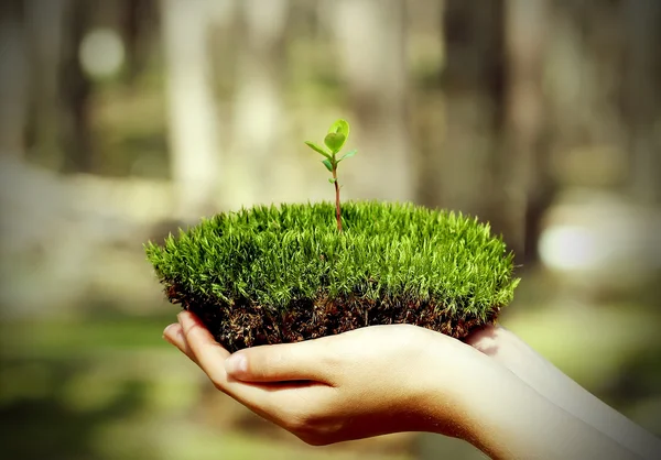 Moss with the sprout of grass Stock Photo