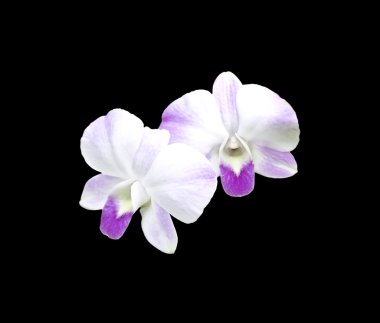 izole kırpma yolu ile siyah arka plan üzerinde orkide