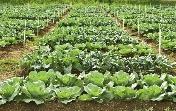 Plantering av kål och broccoli — Stockfoto