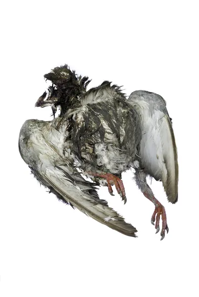 Ein toter Vogel — Stockfoto