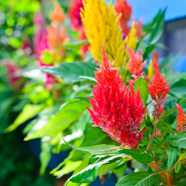 Fiori di cockscomb variopinti in giardino — Foto Stock