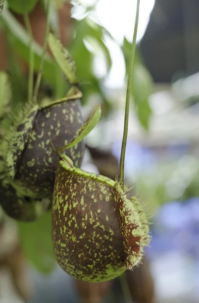 The Nepenthes or Monkey Cups — Stock Photo, Image