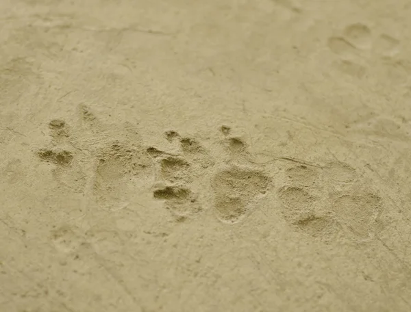 Hundens fotspår på cement golv — Stockfoto