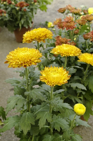 Mooi oranje chrysanten — Stockfoto