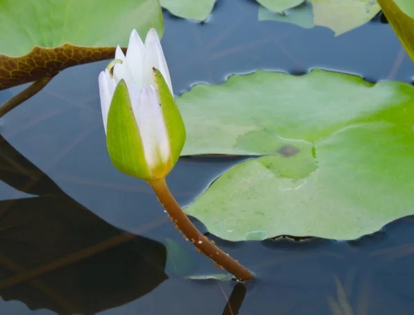 Vita lotus är nästan blommar — Stockfoto