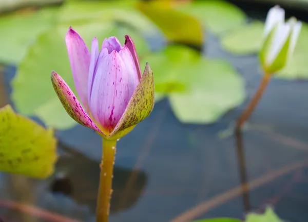 Purple lotus is nearly blooming — Stock Photo, Image