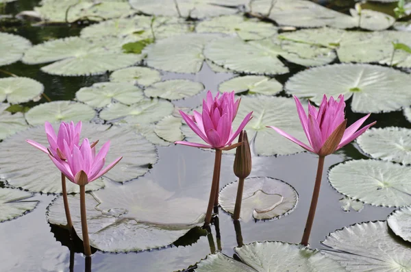 Lotus i lotusdamm — Stockfoto