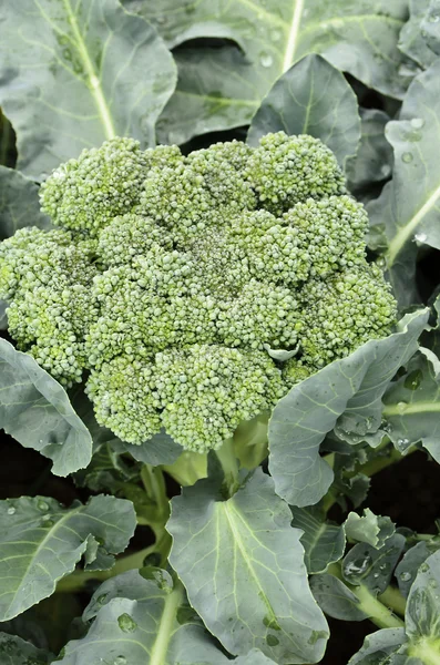 Broccoli Royaltyfria Stockbilder