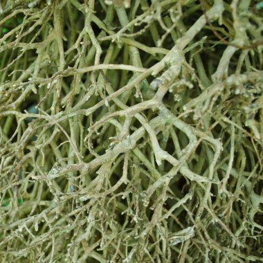 Hiçbir yaprak ile braches