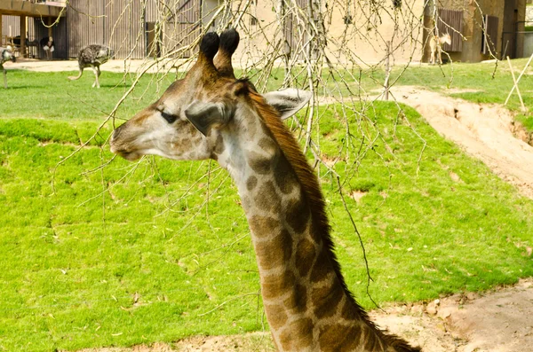 Giraffe is eating leaves in a zoo — Stock Photo, Image