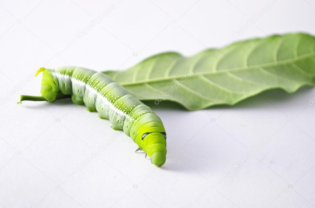 Green worm with leaves isolated on white