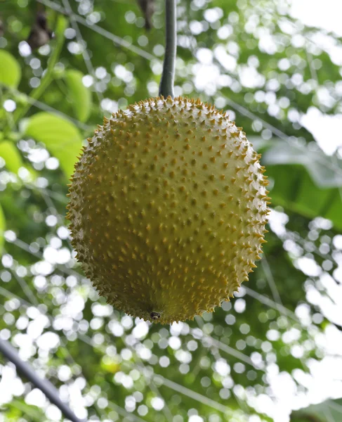 Baby Jackfruit Spiny Bitter Gourd — Stock Photo, Image