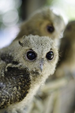 Close up of a baby Tawny Owl clipart