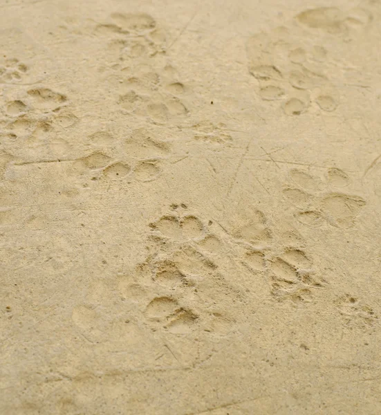 Dog 's footprints on cement floor — Stock Photo, Image