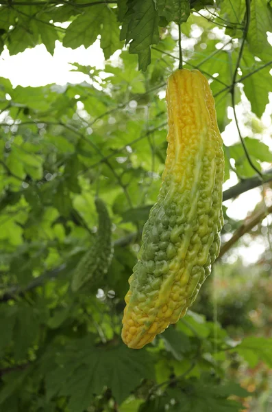Bitter melon growing on a vine in garden. — Stock Photo, Image