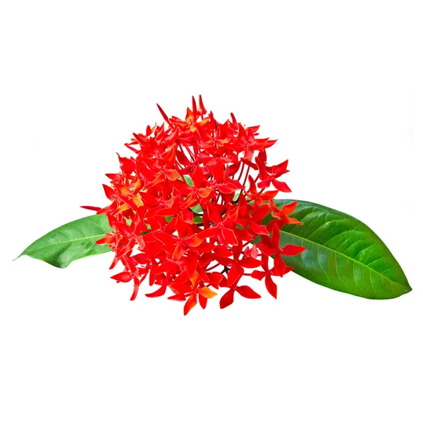 Rote Rubiaceae Blume isoliert auf weiß — Stockfoto