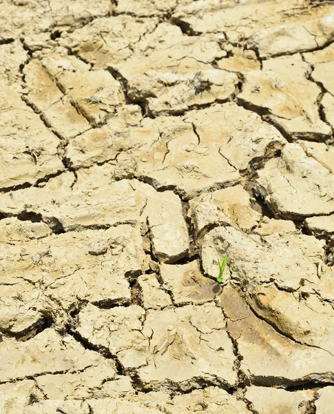 Küçük Fideler kırık çamur üzerinde büyüyen — Stok fotoğraf
