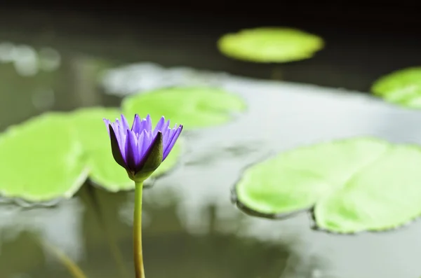 Violet lotus blooming in the pond — Stock Photo, Image
