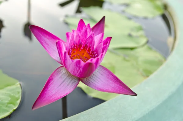 Flor de loto rosa en la cuenca verde —  Fotos de Stock