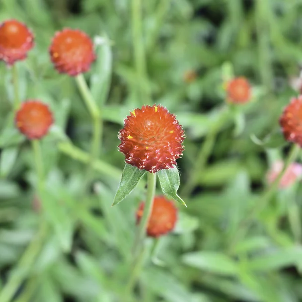 Red Globe Amaranth or Red Bachelor Button flower