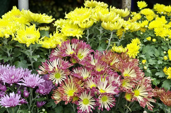 Kleurrijke chrysant — Stockfoto