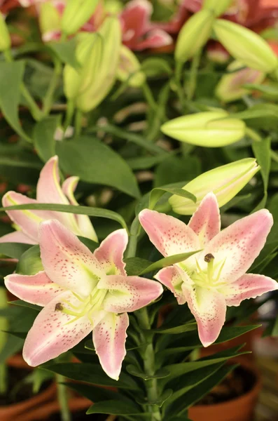 Hermoso lirio rosa — Foto de Stock