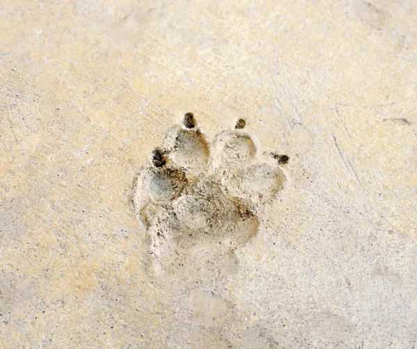 Dog 's footprint on cement floor — Stock Photo, Image