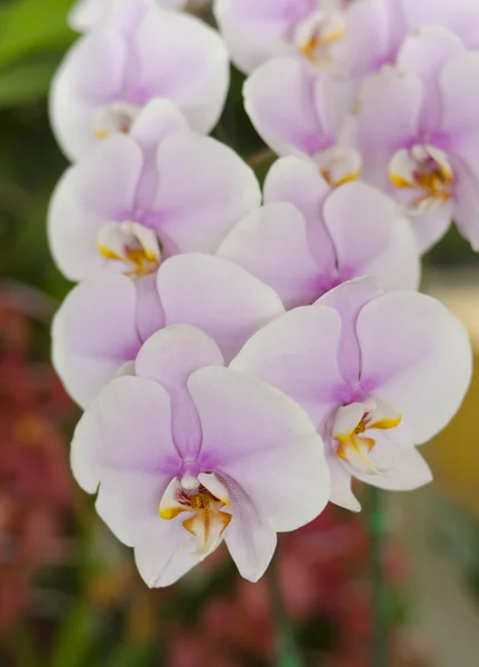 Kvetoucí vanda orchidej v Thajsku — Stock fotografie