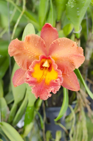 Oranžové orchidej cattleya — Stock fotografie