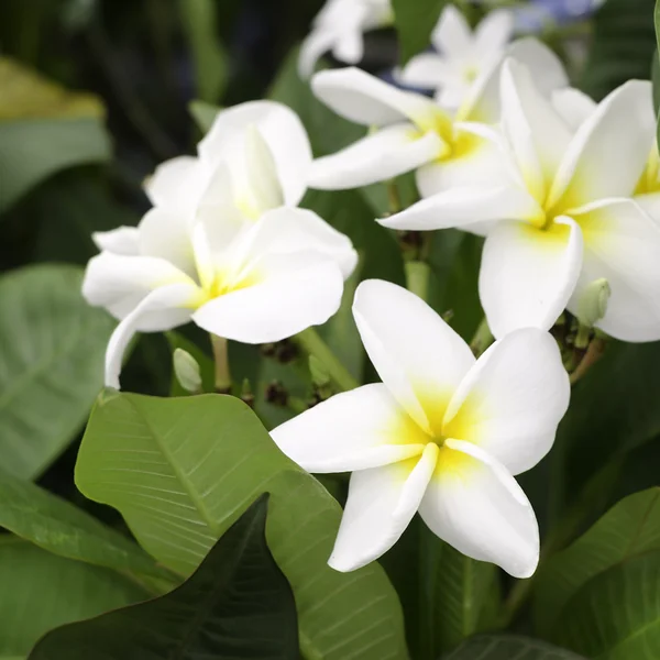 Flores de Frangipani — Foto de Stock