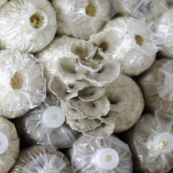 O cultivo de cogumelo de ostra — Fotografia de Stock