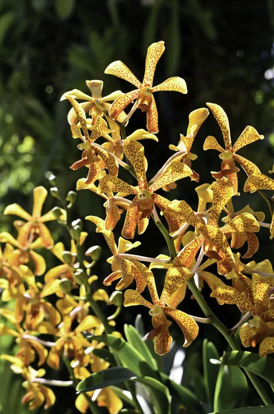 Bella orchidea in giardino — Foto Stock