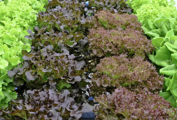 Гидропонный свежий салат — стоковое фото